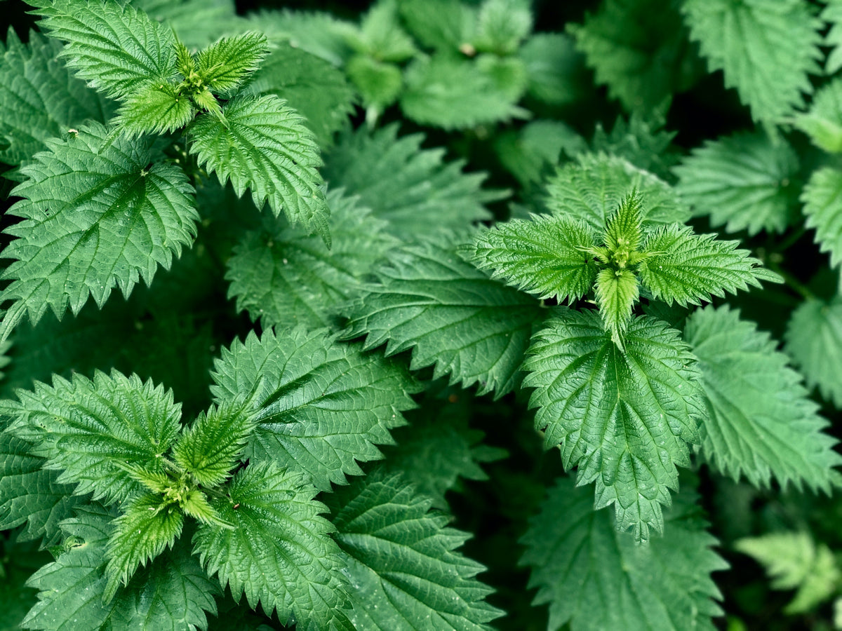 Nettle Soup