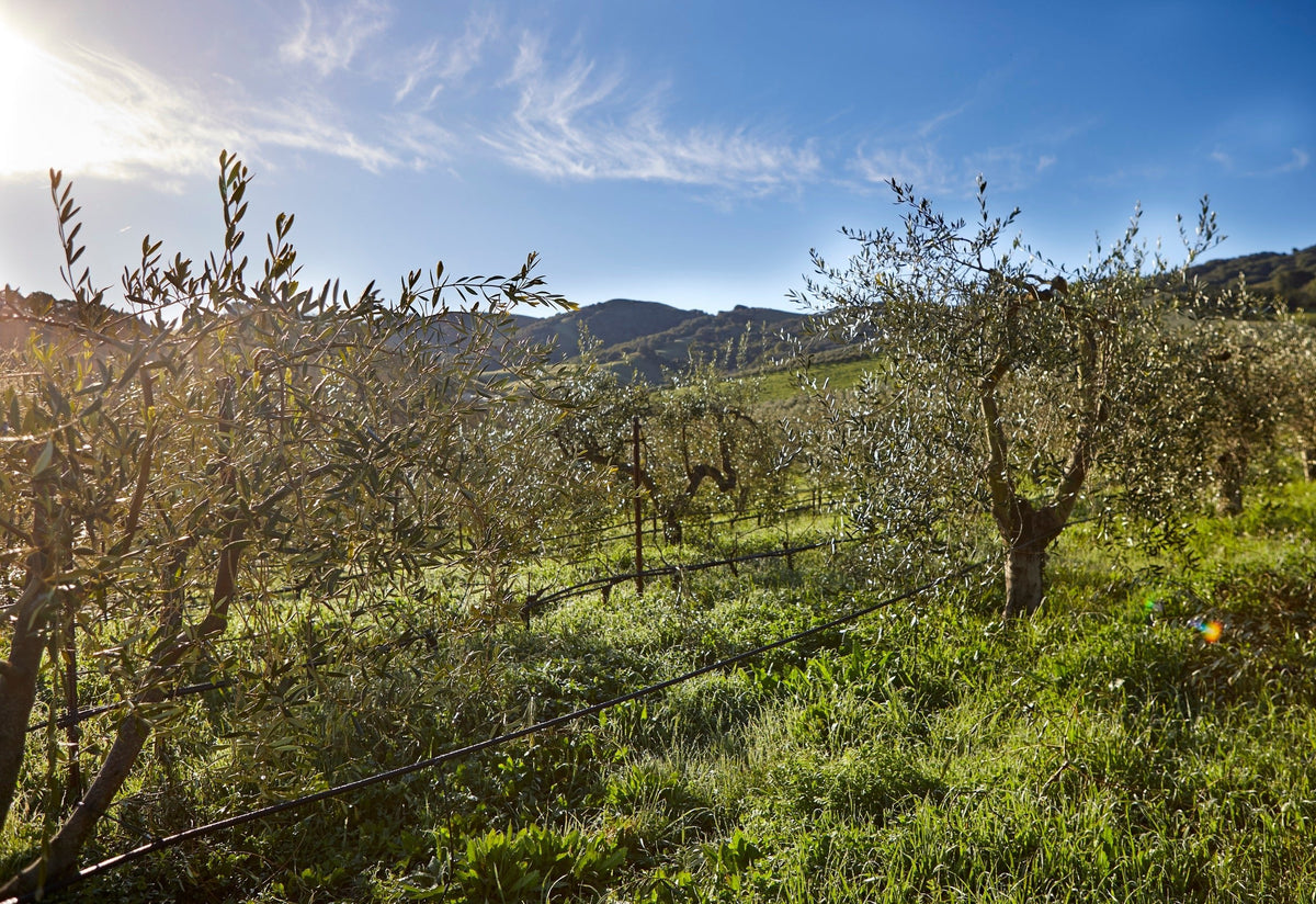 ORCHARD IRRIGATION MANAGEMENT