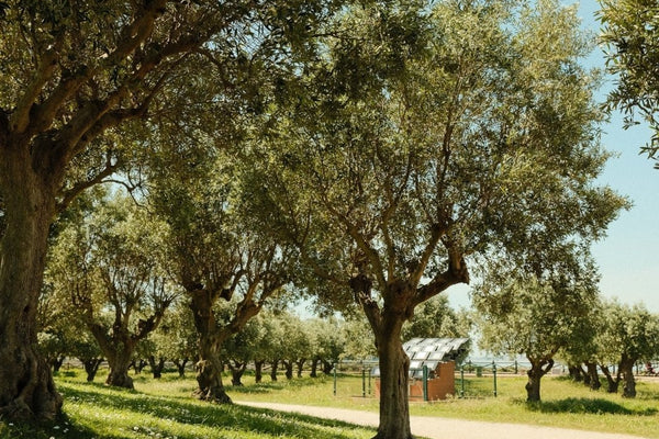 Olive Oil vs Avocado Oil: Which Oil Is Best for Cooking, Flavor, and Everyday Use?
