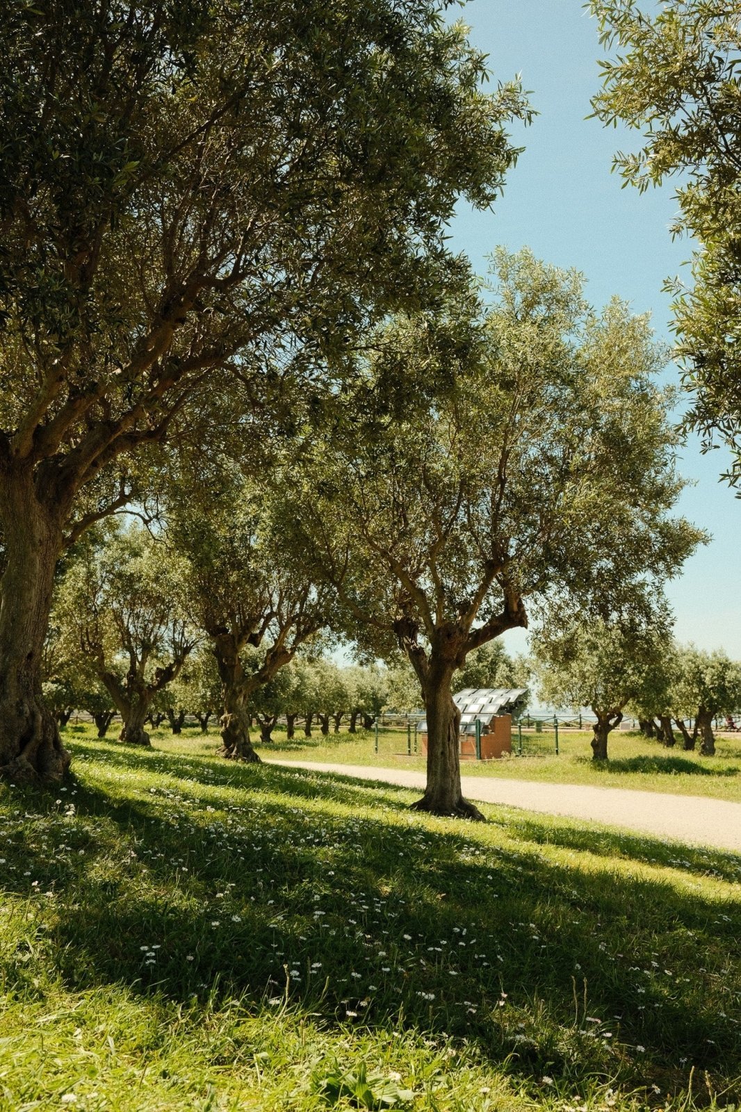 Olive Oil vs Avocado Oil: Which Oil Is Best for Cooking, Flavor, and Everyday Use?