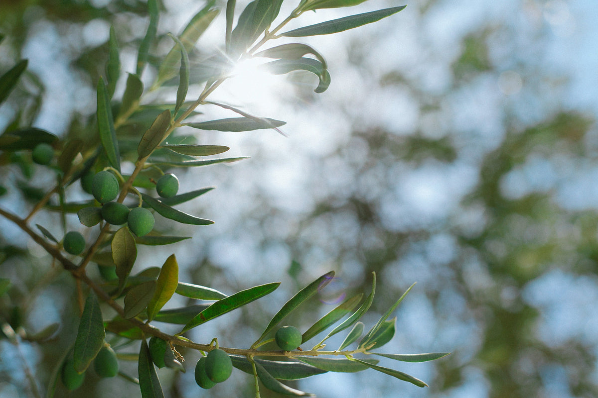 THE BEST TIME TO PLANT OLIVE TREES