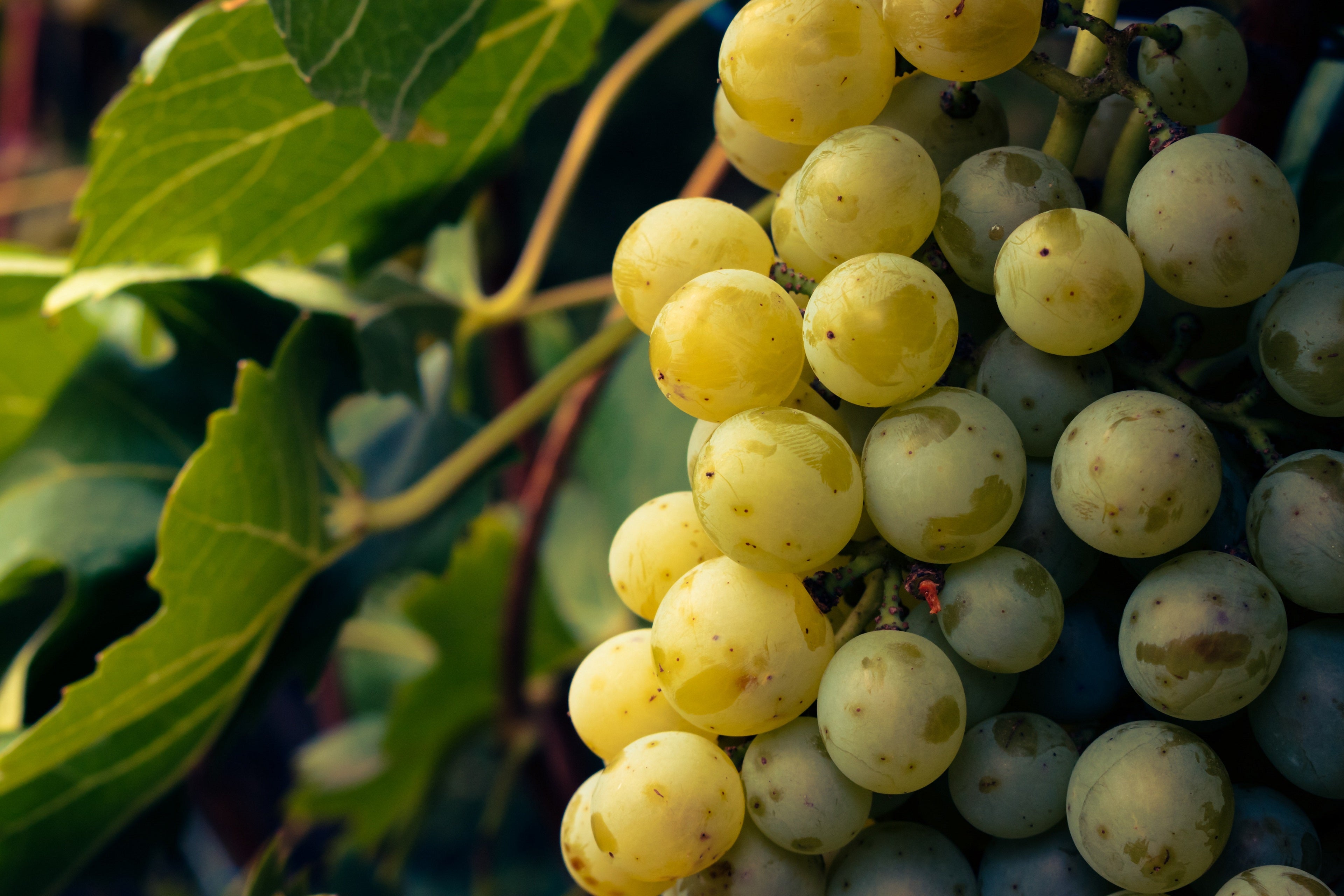 How Many Grapes Does It Take To Make A Bottle Of Wine?