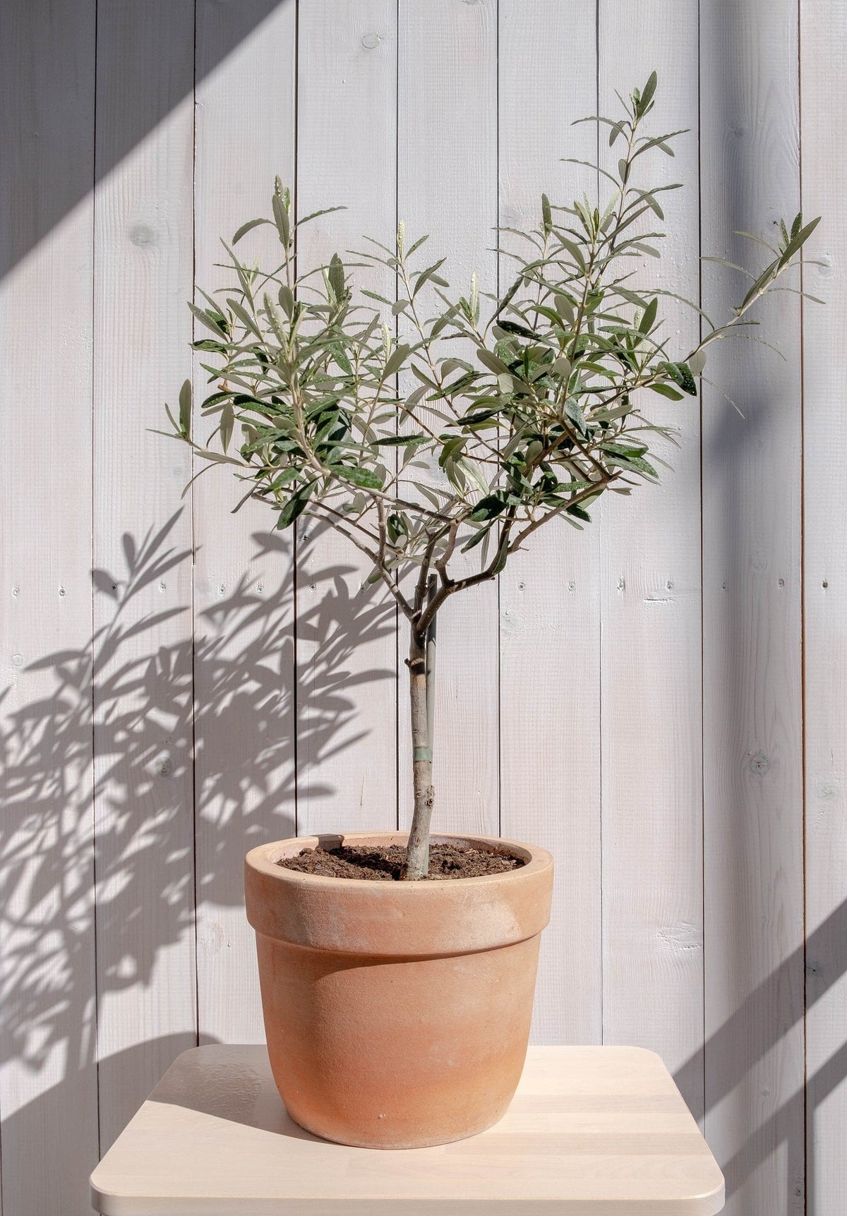 PLANTING OLIVE TREES IN A POT