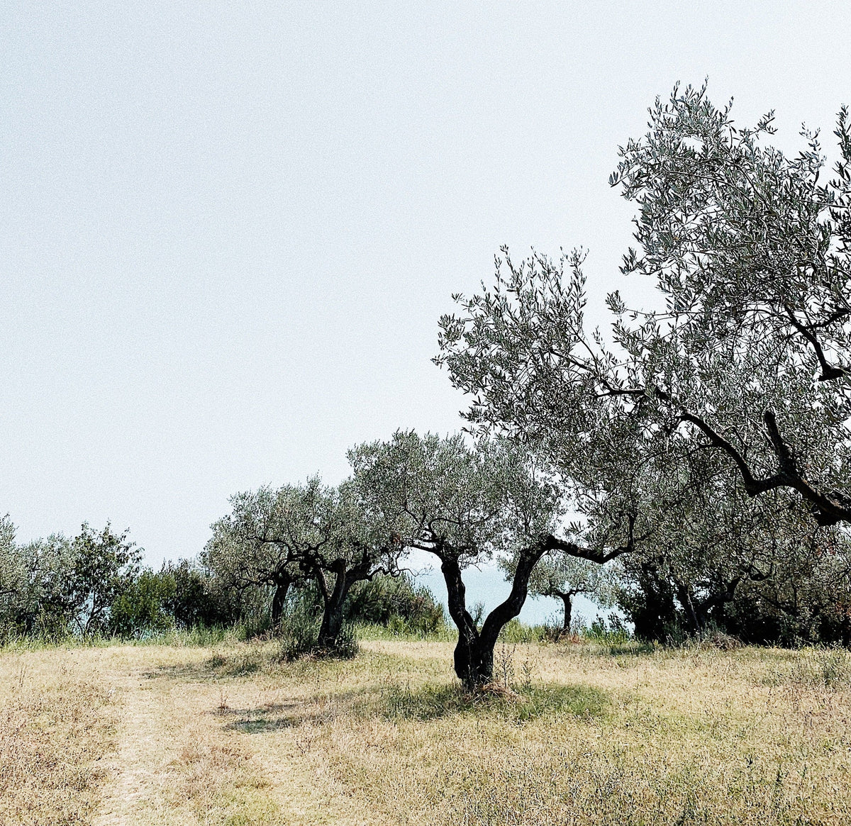 PROBLEMS, PESTS AND DISEASES