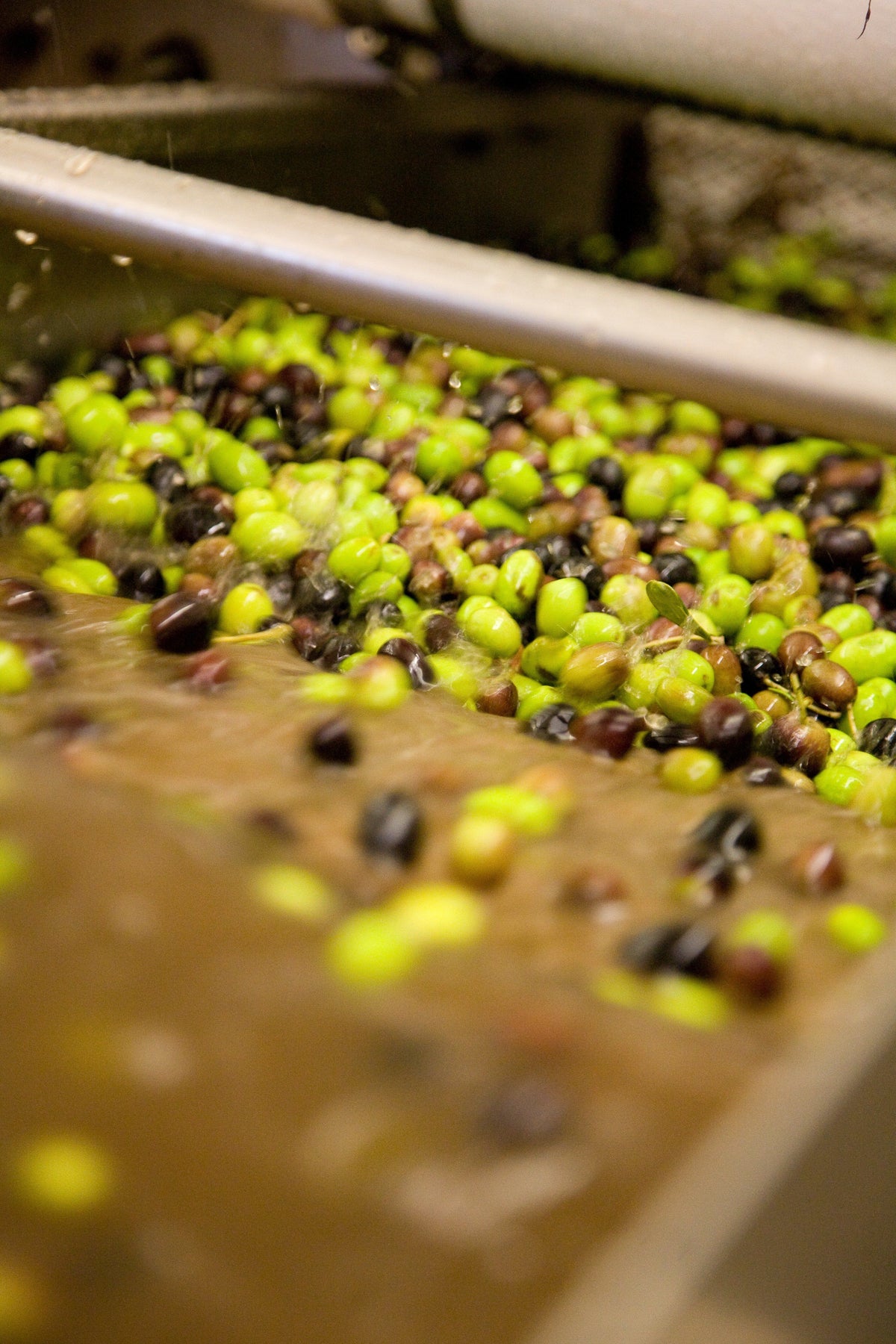 What Are Tuscan Olive Varieties?