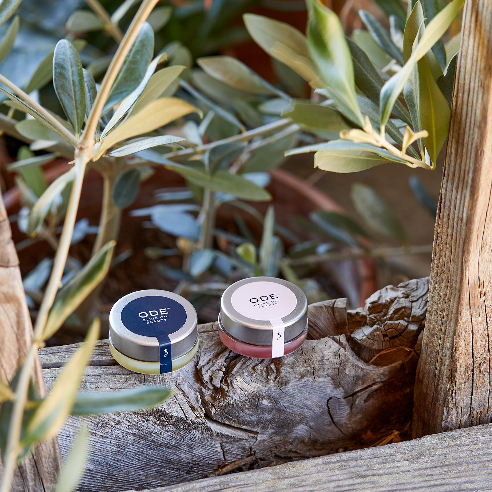 Olive Oil Lip Balm