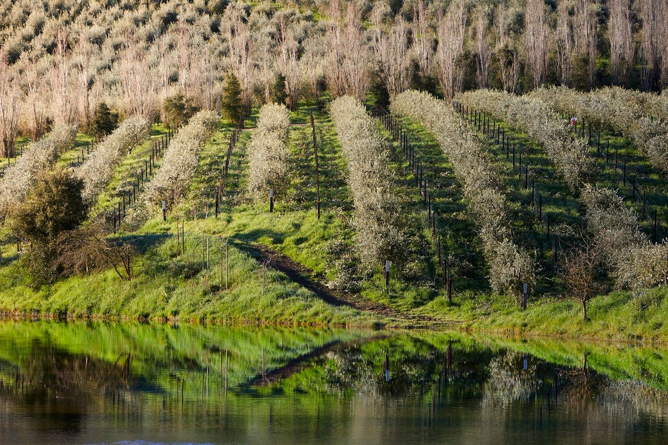 OPTIMUM CLIMATE AND OLIVE VARIETIES