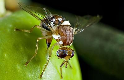 Olive Fruit Fly Defense