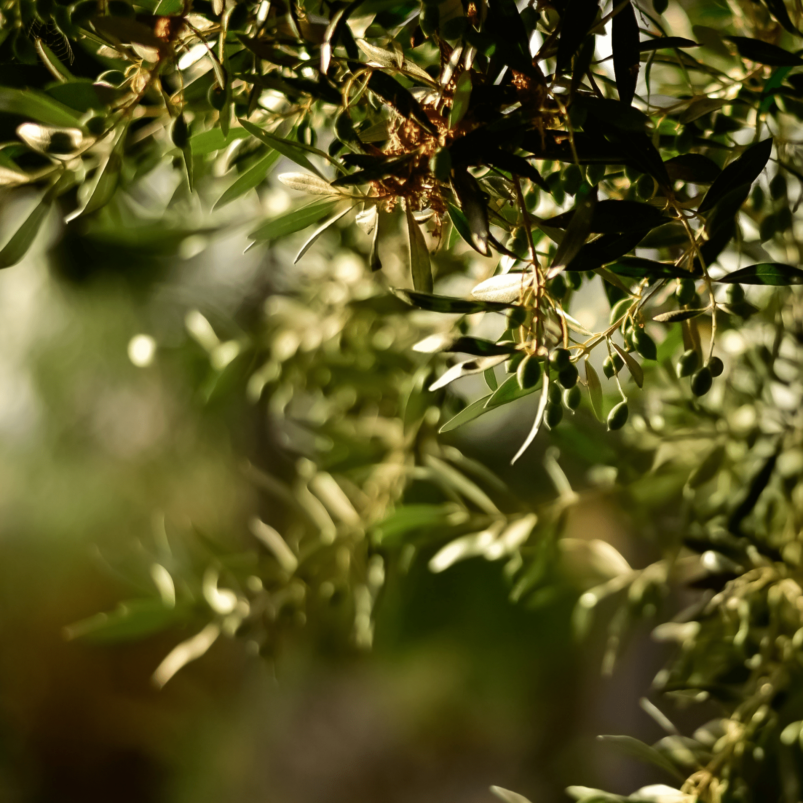 How is Olive Oil Made? A Guide From Olive Tree to Mill to Bottle