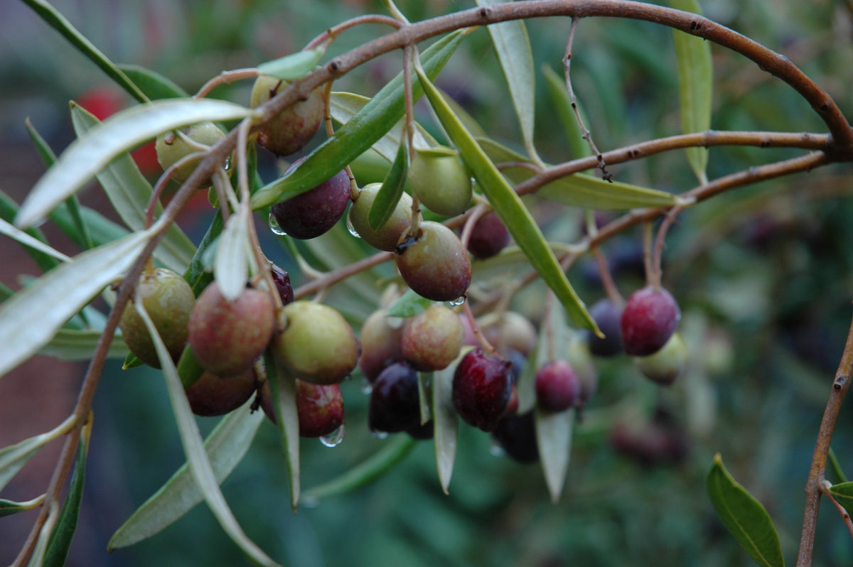 GROWING OLIVE TREES IN A POT