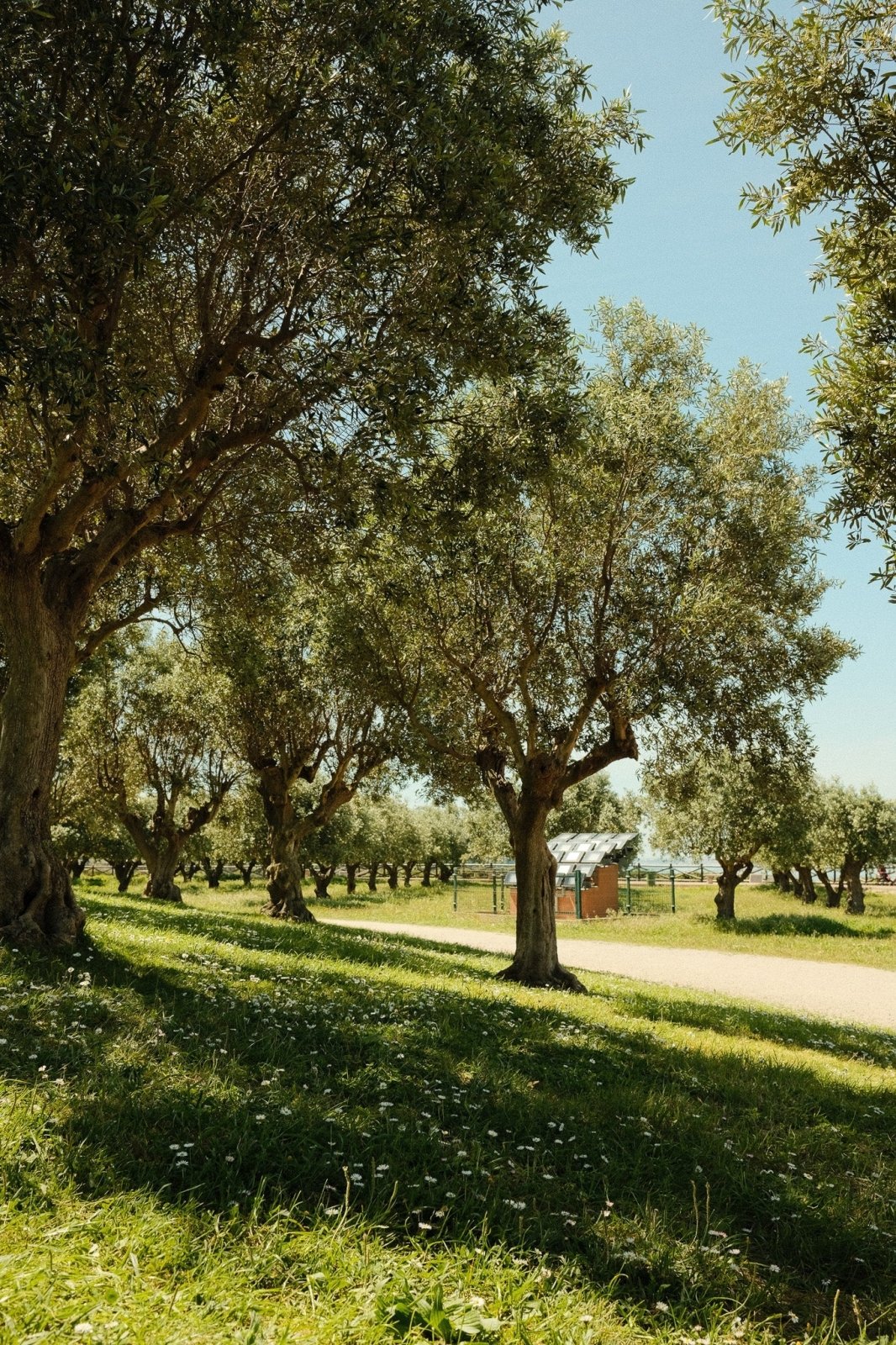 Olive Oil vs Avocado Oil: Which Oil Is Best for Cooking, Flavor, and Everyday Use?