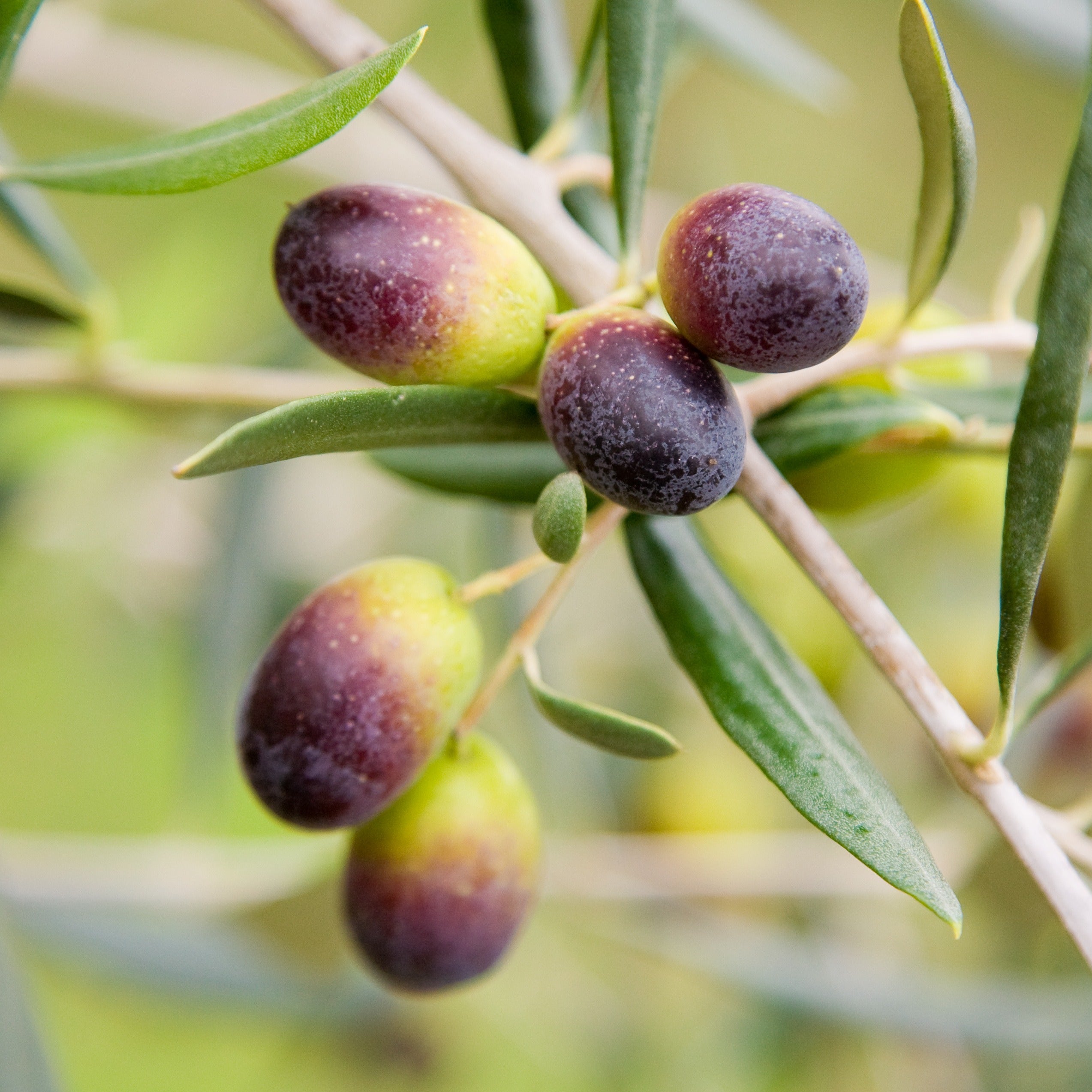 6 Little Known Health Benefits of Eating Olives