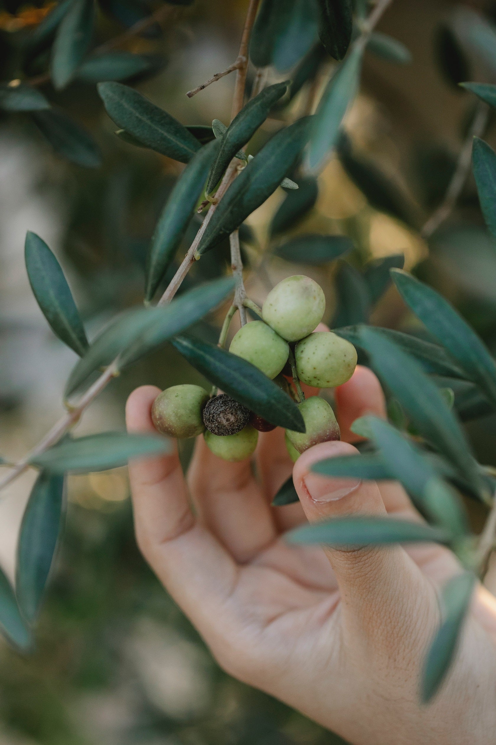 FERTILIZING AND PRUNING OLIVE TREES